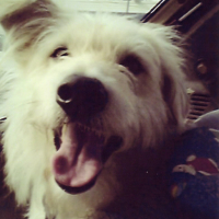 Photo #150163 de Poncho