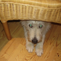 Photo #150181 de Poncho