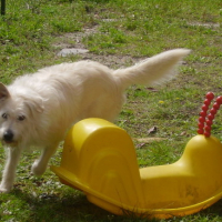 Photo #150187 de Poncho