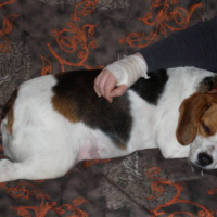 Photo #150247 de Pistache