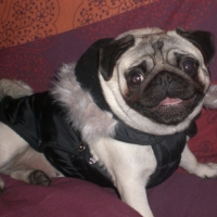 Photo #150319 de Badiane