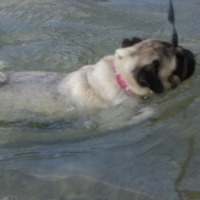 Photo #150325 de Badiane