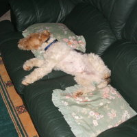 Photo #151129 de Buster