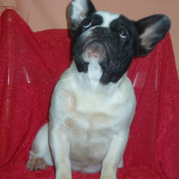 Photo #151135 de Dora