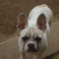 Photo #151201 de Doli