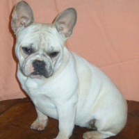 Photo #151207 de Doli