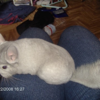 Photo #151429 de Lola