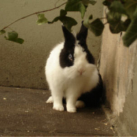 Photo #151465 de Trèfle