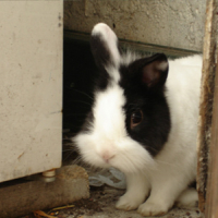 Photo #151489 de Trèfle
