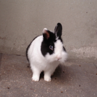 Photo #151495 de Trèfle