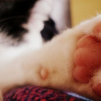 Photo #151507 de Caline