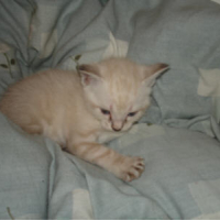 Photo #151855 de Biscuit