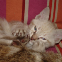 Photo #151861 de Biscuit
