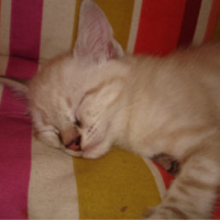 Photo #151867 de Biscuit