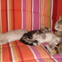 Photo #152011 de Isis