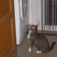 Photo #152143 de Chipie