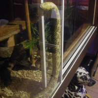 Photo #152149 de Dudul