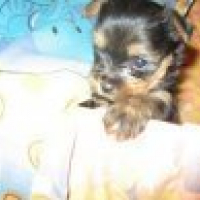 Photo #152209 de Diam's
