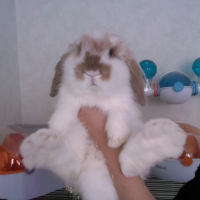 Photo #152221 de Peluche