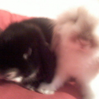 Photo #152251 de Peluche