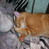 Photo #152353 de Zazou