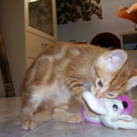 Photo #152359 de Zazou