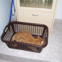 Photo #152365 de Zazou