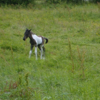 Photo #153007 de Petit nuage