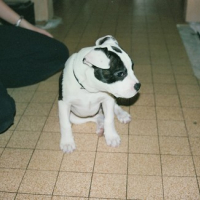Photo #153085 de Pit