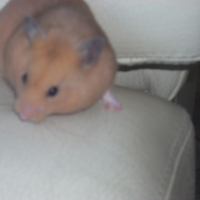 Photo #153403 de Pompon