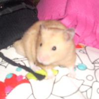 Photo #153427 de Pompon