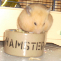 Photo #153433 de Pompon