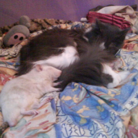 Photo #153649 de Rattus