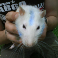 Photo #153655 de Rattus