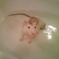 Photo #153661 de Rattus
