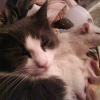 Photo #153667 de Rattus