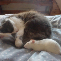 Photo #153673 de Rattus