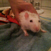 Photo #153679 de Rattus
