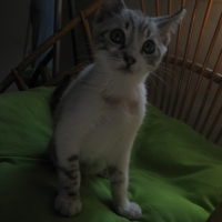 Photo #153769 de Moïse