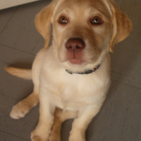 Photo #153775 de Luna
