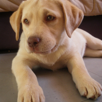 Photo #153781 de Luna