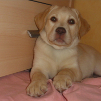 Photo #153787 de Luna