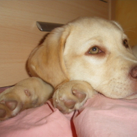 Photo #153793 de Luna