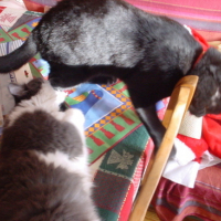 Photo #153877 de Igor