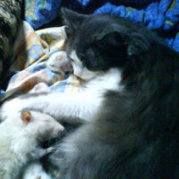 Photo #153883 de Igor