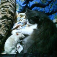 Photo #153901 de Igor