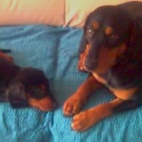Photo #153955 de Urko