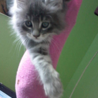 Photo #153991 de Cloche