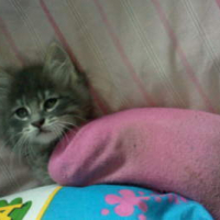 Photo #153997 de Cloche