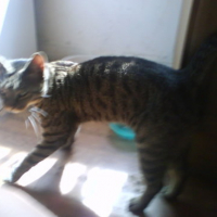 Photo #154021 de Mickey
